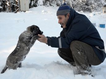 Sahipsiz hayvanlara Osmangazi şefkati